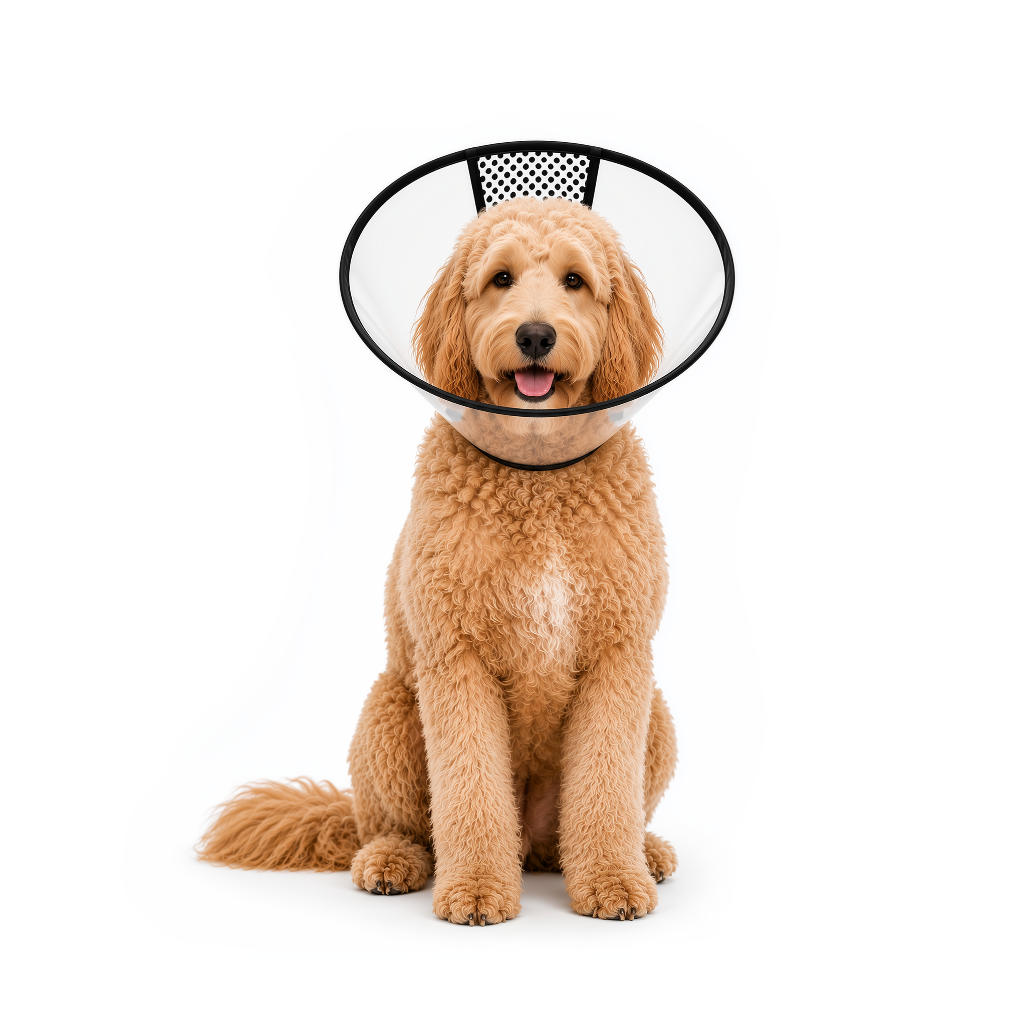 Elizabethan Collar