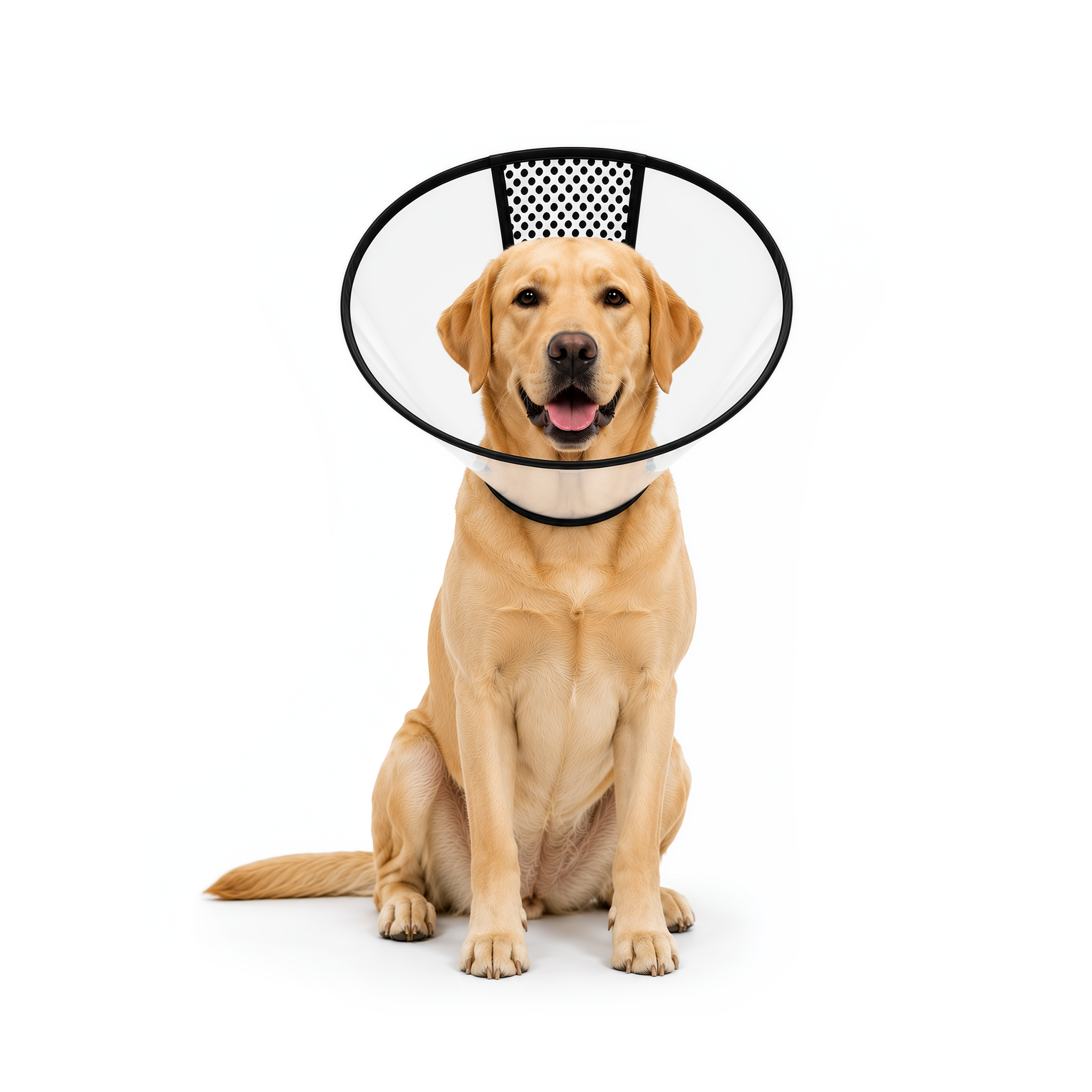 Elizabethan Collar