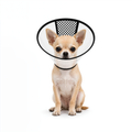 Elizabethan Collar